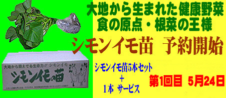 シモンイモ苗